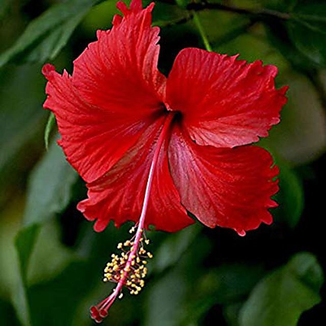 SuneeshBuxy's tweet photo. Hibiscus is very important flower of family Malvaceae used for religious purposes and medicinal plants. https://t.co/ZRw7hzB6Rb