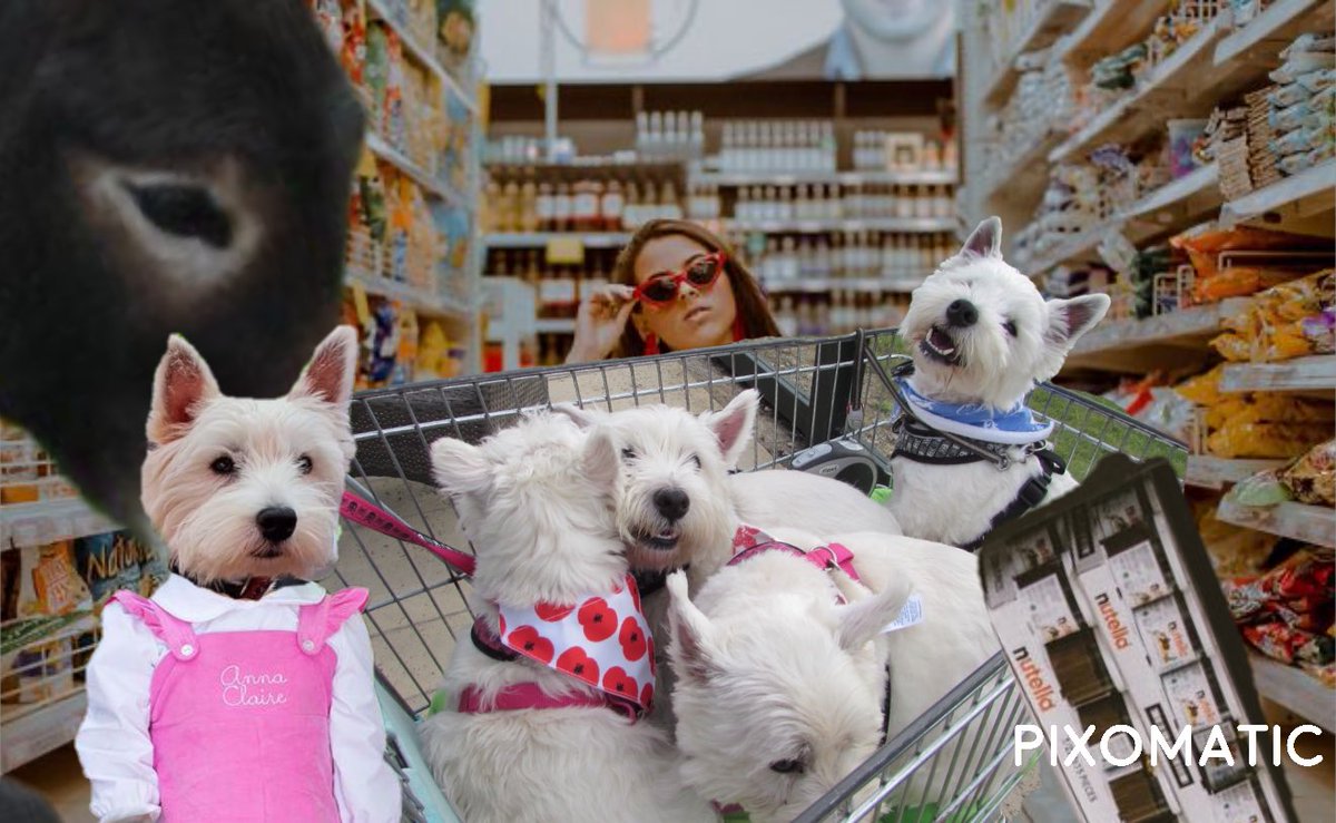 #ZSHQ #Zsst <a href="/RooRadley/">Roobie, Radley & Rozie WestieGreenHQ</a> <a href="/Helen09Porter/">Finlay the Westie & his Mom</a> @LordBiddy Oooo hope wees not too late but wees got cort up in sum cross fire at da supermarket der was flying chocolate spread everywhere lucky Rozie brought her Donkey too help pull uz out dem Zombs are so destructive!