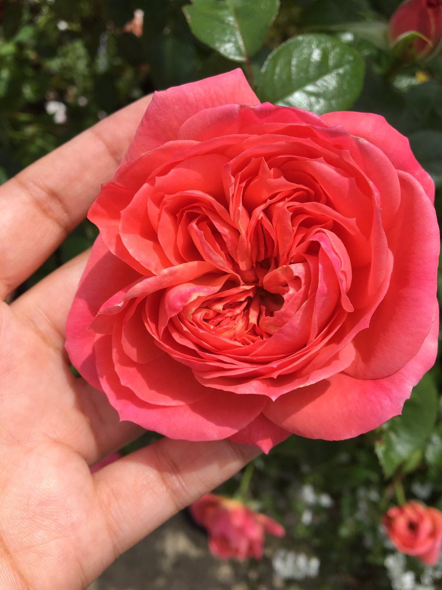 It’s rose season. This is Queen of Hearts: