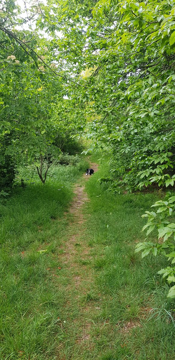 Out again. This border collie needs a lot of walking, luckily  @WarleyWoods1 is on my doorstep and it's all pretty.