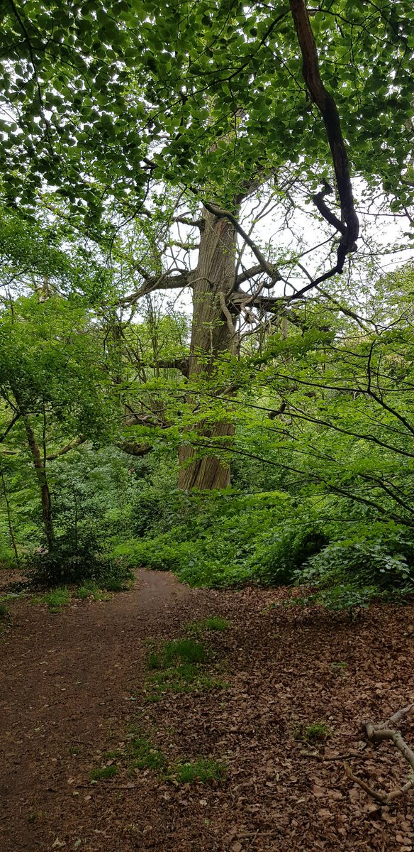 Out again. This border collie needs a lot of walking, luckily  @WarleyWoods1 is on my doorstep and it's all pretty.