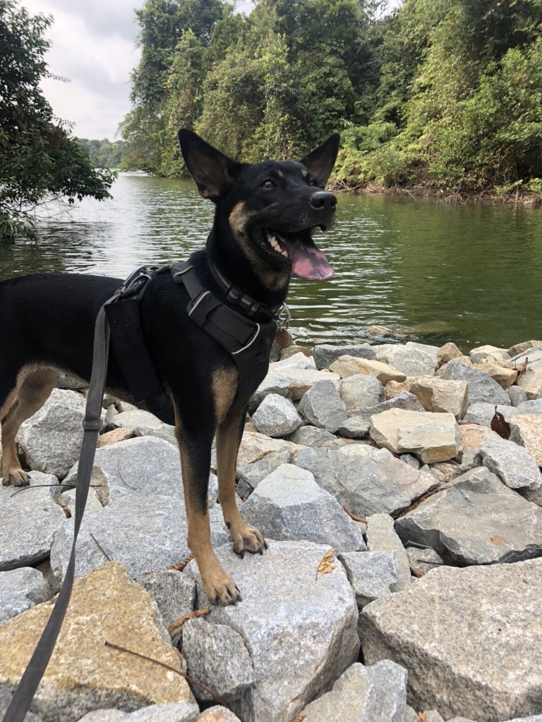 SamLunney's tweet photo. This is Ruby from Singapore 🇸🇬 🐾 https://t.co/Rua3DAwgAT