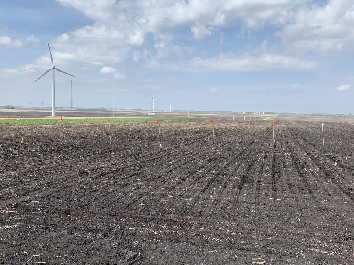 RoncerayDan's tweet photo. Just finished planting our #earlycorn #PKP plot for @PioneerSeedsCA #roncerayseedsltd #bigbushels @b_devloo running the planter like a champ https://t.co/kvQmYJmYft