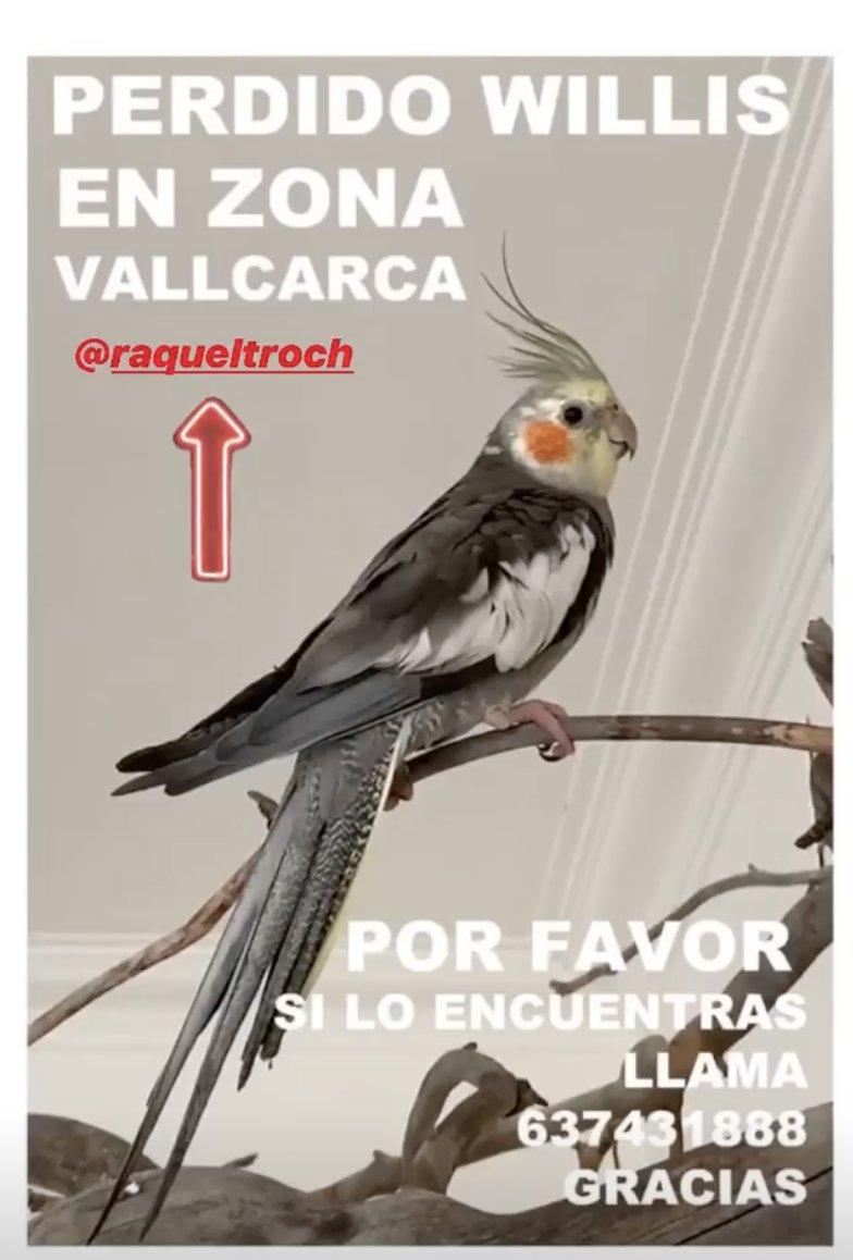 brocolexie's tweet photo. #xarxabarcelonaperduts @RaquelTroch https://t.co/Wr9MCPsBzj