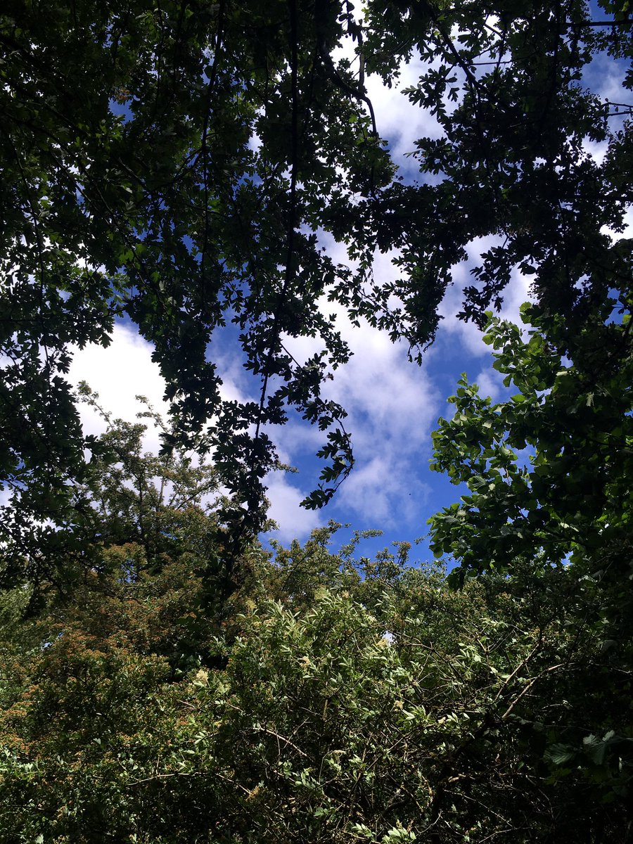 illdoitanyway's tweet photo. #Buckpool nature reserve - a bit like the evergreen forest but with Lockleys instead of racoons ๐ณ https://t.co/p4SjgHkIGc