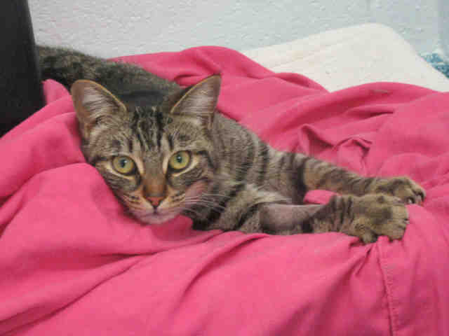 PetfindToronto tweet picture