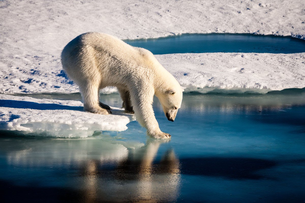 Nia34237494's tweet image. The Polar Bear is an endangered species. The threats to Polar Bears are global warming, loss of prey and poaching. #polarbear #GlobalWarming #slipperyice #brrr #greenland #WWF #endangeredspecies #bears #EndangeredSpeciesDay #arctic