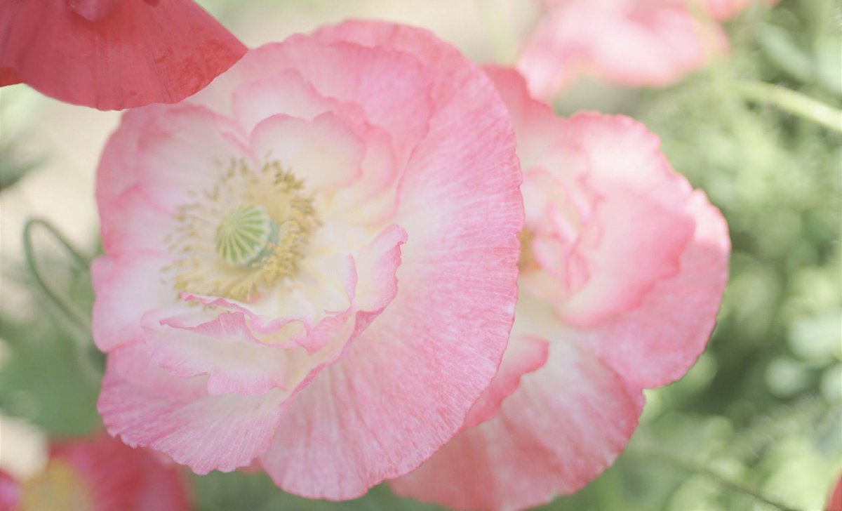 yumemi2288's tweet photo. 🏡🌸࿐庭の花࿐🌸🏡
ポピーが綺麗ですﾟ･*:.｡❁💓 https://t.co/lFP5oDwaqf