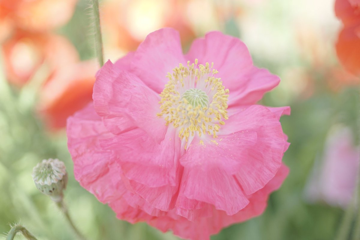 yumemi2288's tweet photo. 🏡🌸࿐庭の花࿐🌸🏡
ポピーが綺麗ですﾟ･*:.｡❁💓 https://t.co/lFP5oDwaqf