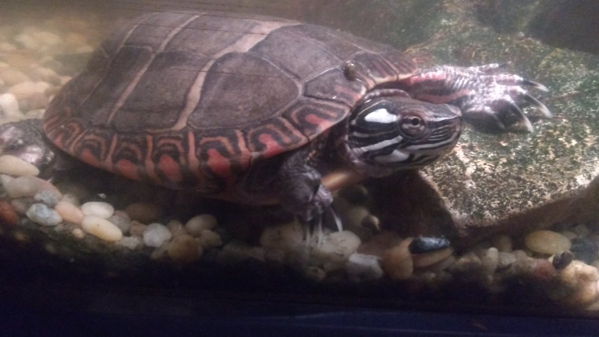 superlinkbro's tweet photo. #WorldTurtleDay https://t.co/VjlQjkoVAs