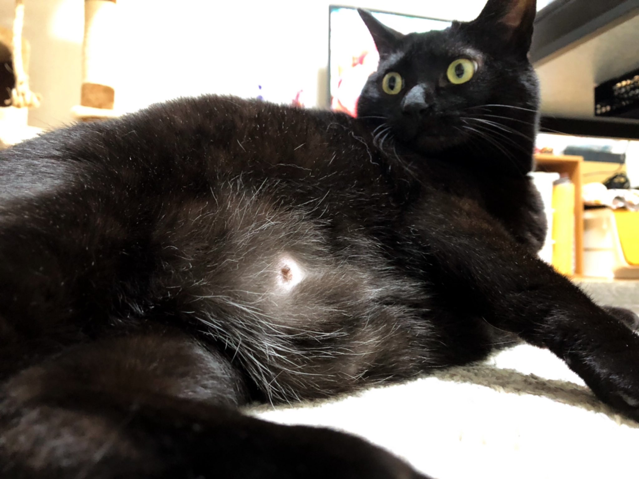 黒猫うにと三毛猫いくら on X: 黒猫うにと三毛猫いくら on X: