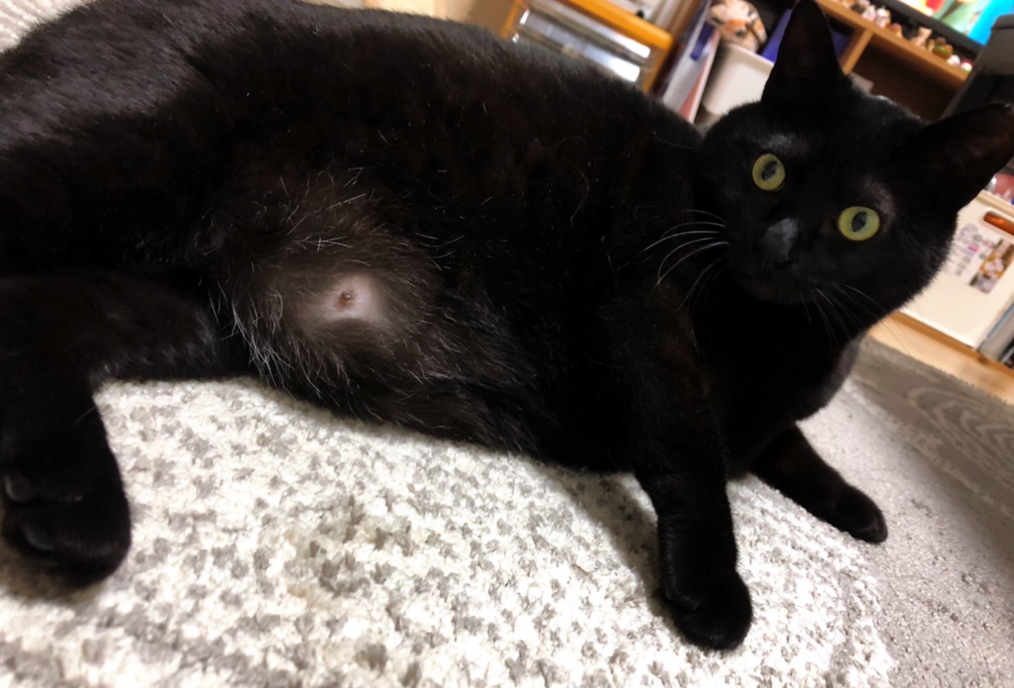 黒猫うにと三毛猫いくら on X: 黒猫うにと三毛猫いくら on X: