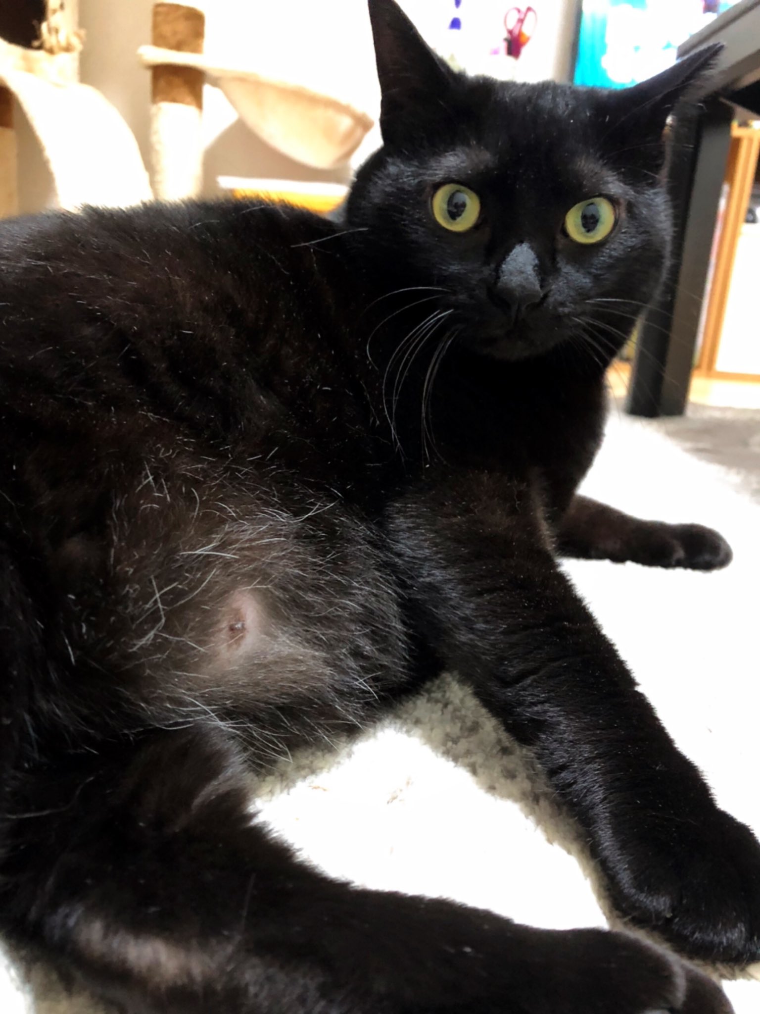 黒猫うにと三毛猫いくら on X: 