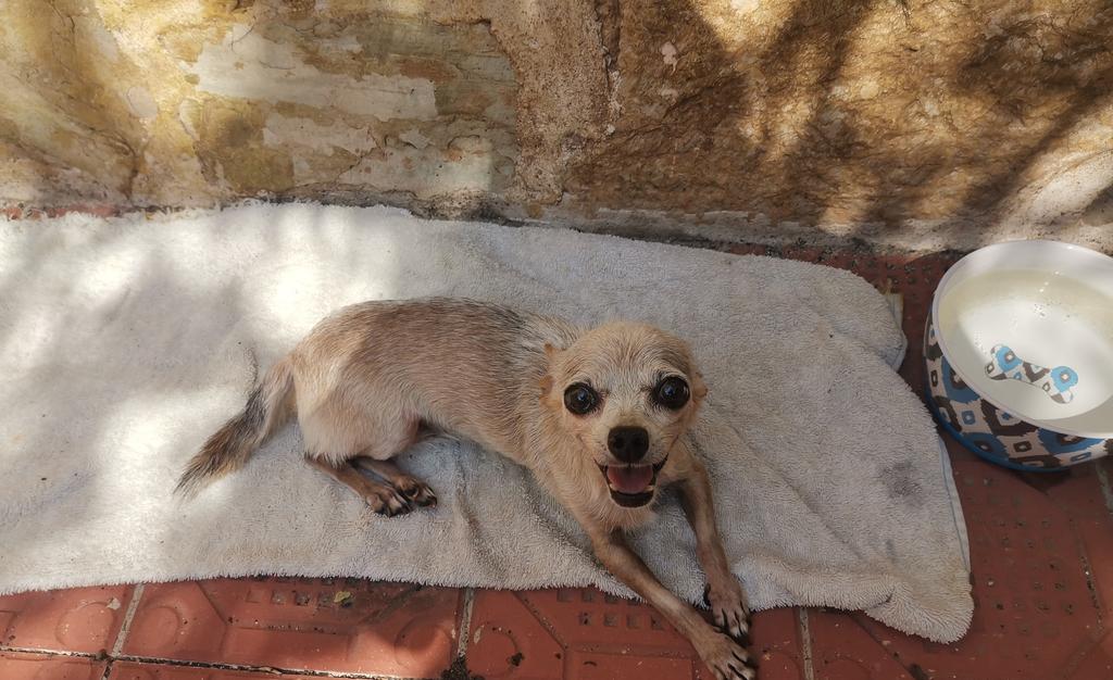 CadenitaGT's tweet photo. Baño de sol, después del baño con agua y shampoo... #Frany https://t.co/d7qtAlU3ke