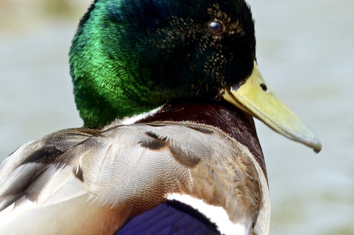 Right. Time for emergency birds. Starting with this mallard.