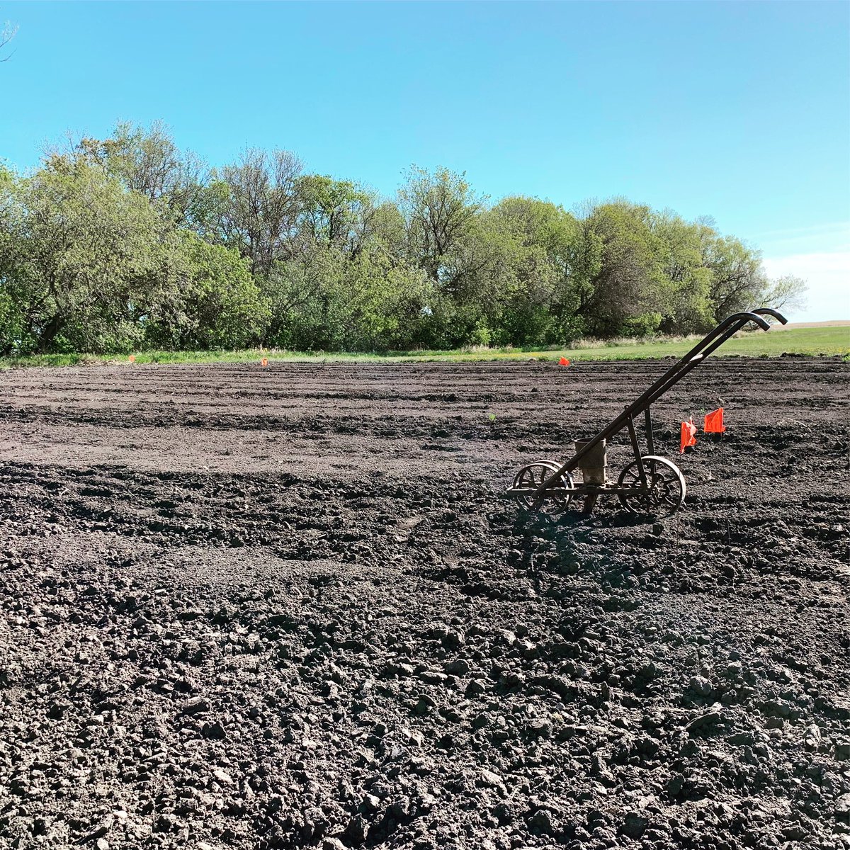 mrshollydick's tweet photo. Planted my garden with this gem! #plant20 #multiplegenerations #singlerow #hobmanfarms https://t.co/oUHCNyBWEb