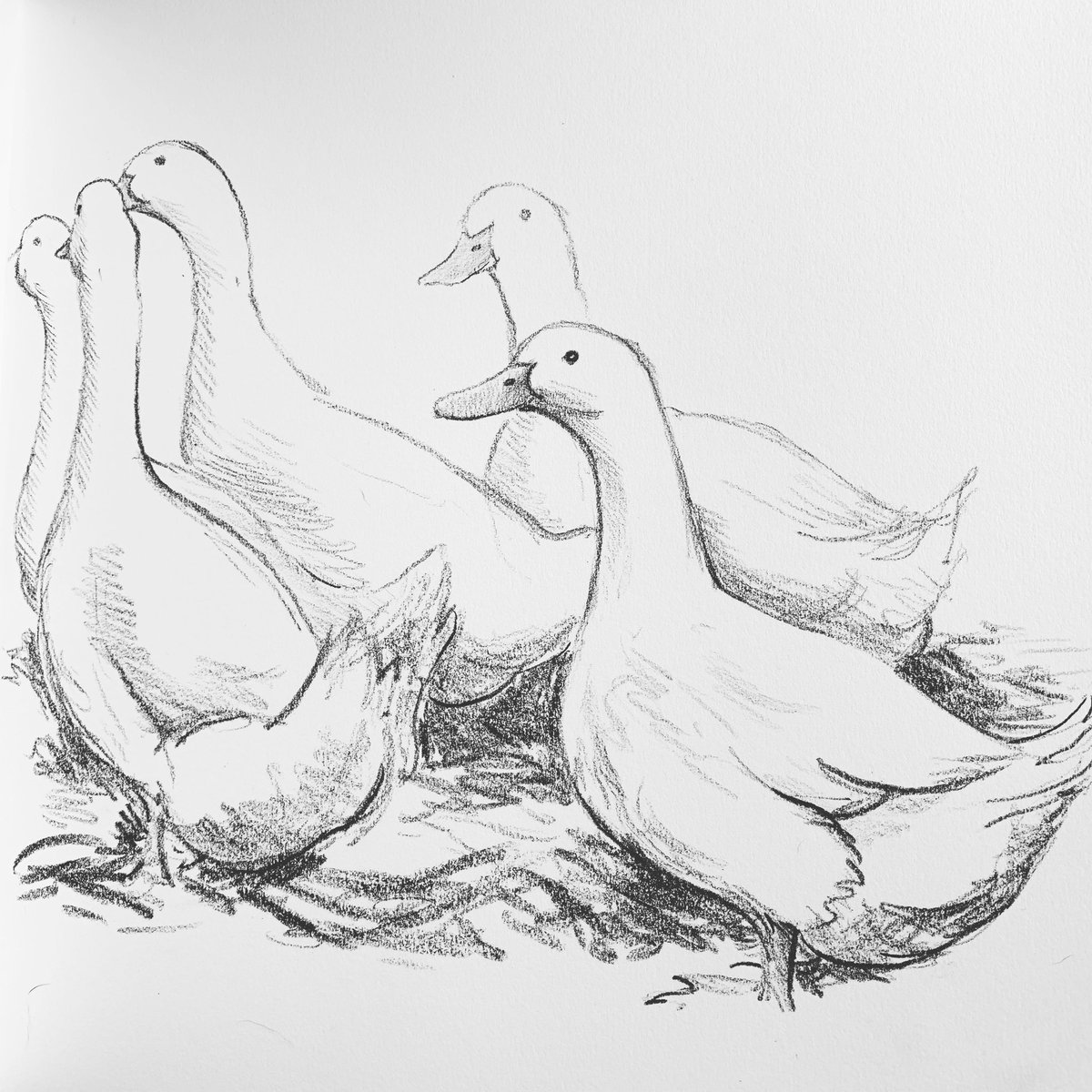 tweetingpainter's tweet photo. #IsolationDrawing #AylesburyDucks waddling about at the #WhiteHart #Blythburgh #Suffolk
#Crayon #KeepCalmAndKeepDrawing https://t.co/yKYHuHXjaJ