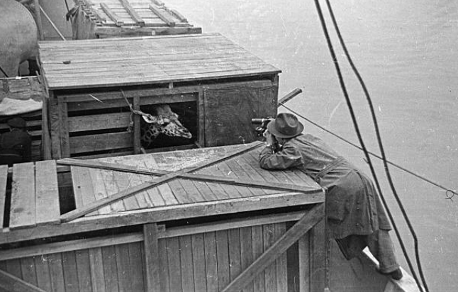 KResearcher's tweet photo. An Elephant and a Giraffe at the London docks headed to the London zoo in 1945 after arriving from Kenya. https://t.co/ZF5oOQ1T3s