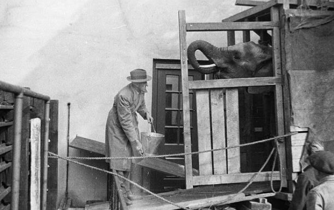 KResearcher's tweet photo. An Elephant and a Giraffe at the London docks headed to the London zoo in 1945 after arriving from Kenya. https://t.co/ZF5oOQ1T3s