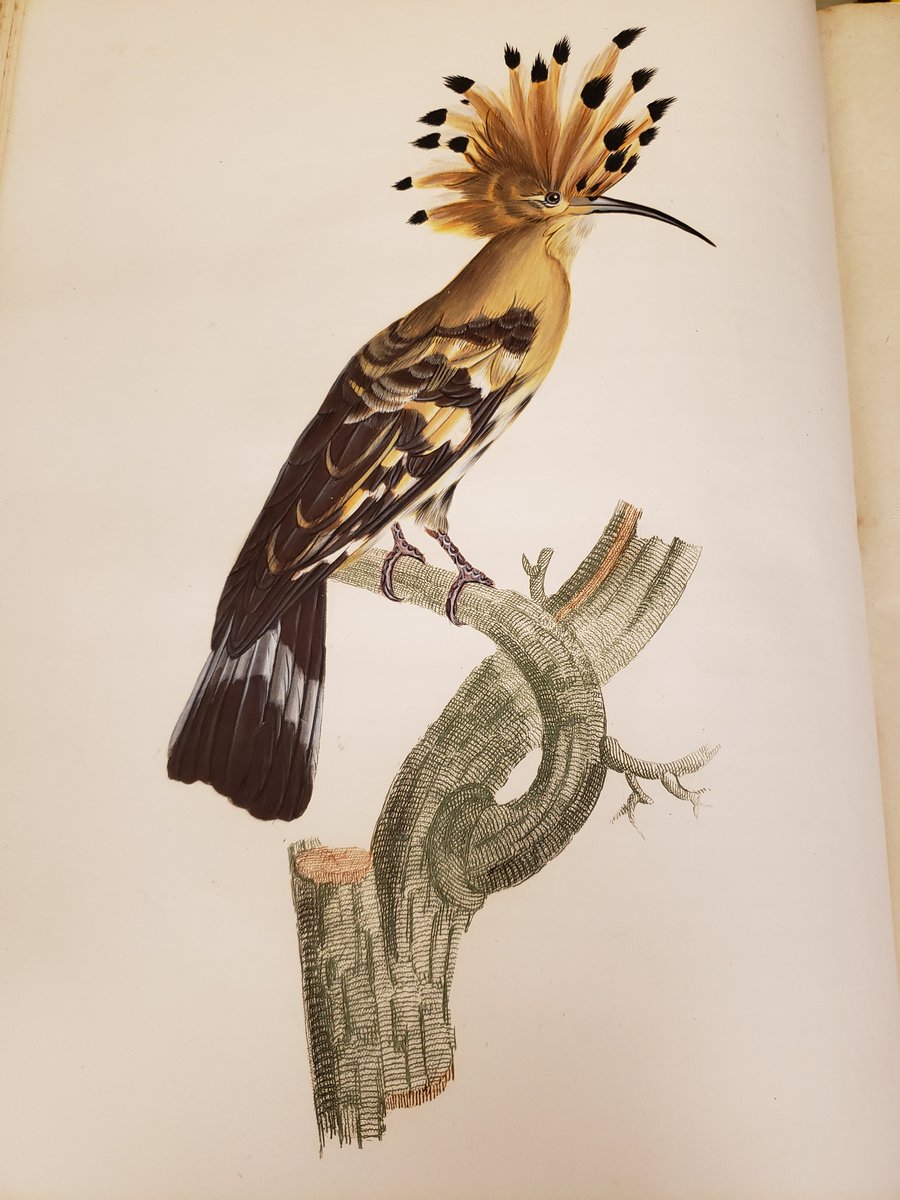 The detail is truly beautiful and remarkable for its time. These illustrations are from his book on sugarbirds and bee eaters (Histoire naturelle des Promerops, et des Guepier) (4/8)