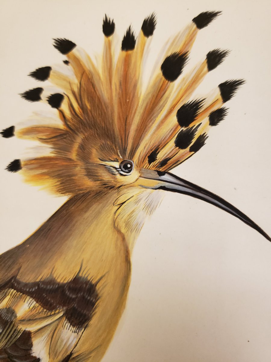 The detail is truly beautiful and remarkable for its time. These illustrations are from his book on sugarbirds and bee eaters (Histoire naturelle des Promerops, et des Guepier) (4/8)