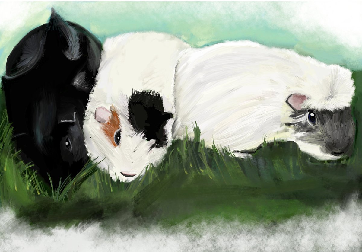 More digital painting! #guineapigs #digitalart