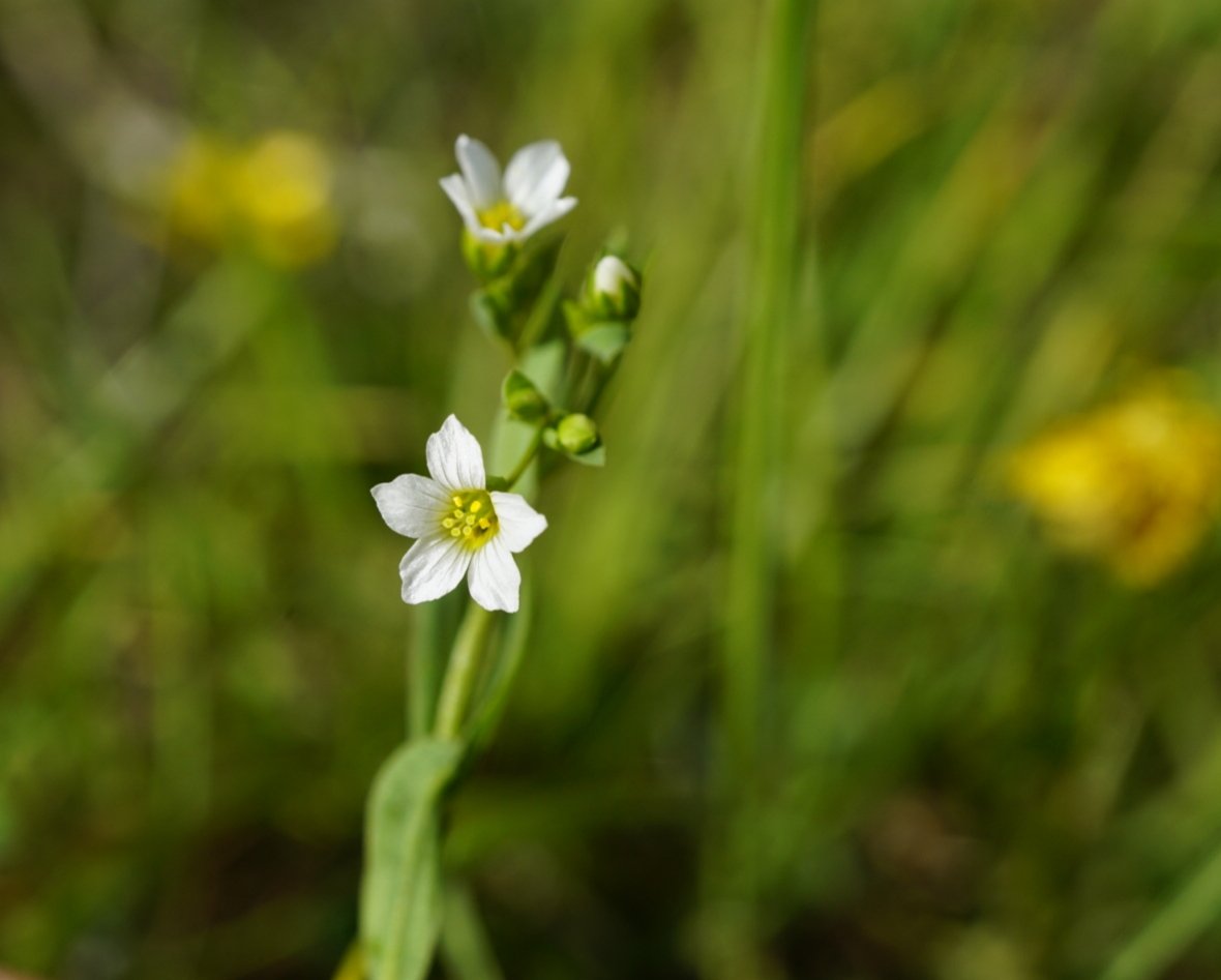 Family 26 is the Flax Family (Linaceae)This is a nice find, as it only lives on undisturbed grasslands. It used to be used as a laxative, hence its name.Linum catharticum (Purging Flax)