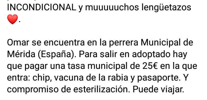 Batallon_Merida's tweet photo. Omar, como tantos otros, está en la perrera esperando ser uno de los afortunados que consiguen encontrar un hogar definitivo ❤
Tiene 6 añitos, es muy muy muy CARIÑOSO, es activo, pero a la vez  tranquilo y pasea GENIAL.
Pedimos difusión por favor 🐶❤.
#NoCompresAdopta
#Galgo https://t.co/TjBroRwtaO