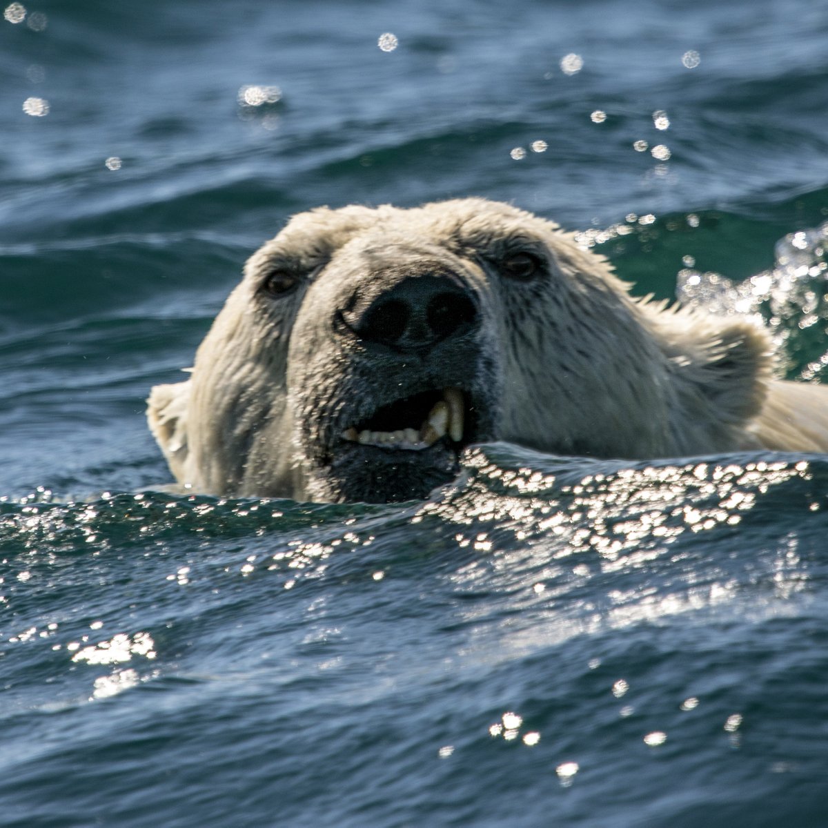 The Care for Life Project tweet media