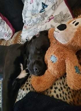 More good news for mees too share wiff yoos..... Our pal Neo gots himself a furever home 2 weeks ago and hims has settled really well. Hims luffs his teddies and cuddles and snoozing. Sounds like hims is nailing it 😊💙💙 #TeamHilbrae #TeamZay #Shropshire #RESCUE #adopted