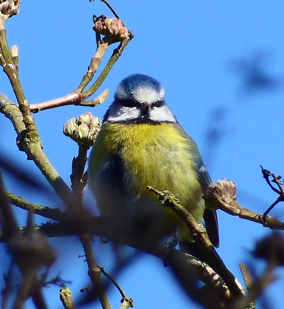 Blue tit, not here for any of your nonsense.