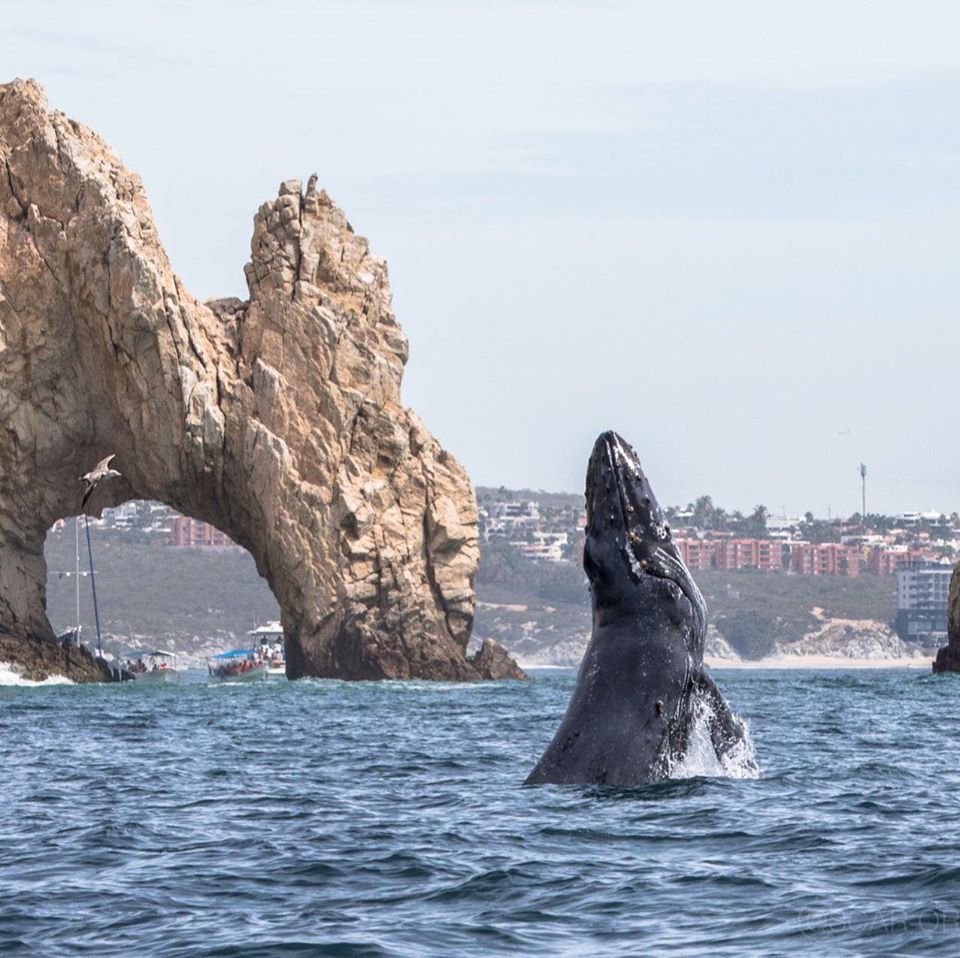TheGoodLifeCabo's tweet photo. Things that only happen in #LosCabos #Paradise #SaturdayMorning 
https://t.co/CDmR2uWx1M https://t.co/DEbhf78jcL