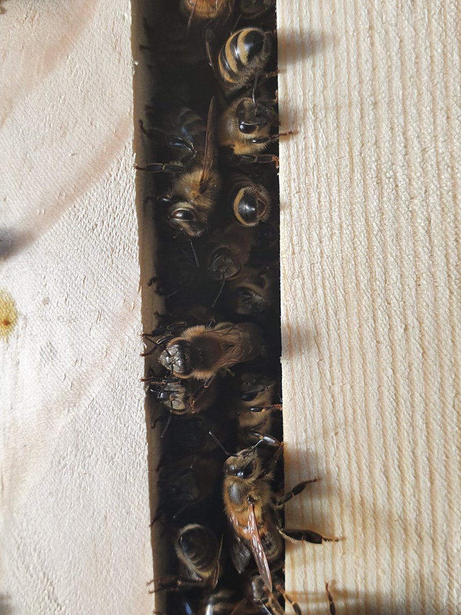 Collected a swarm off the ground. Blown out of a tree and chilling/dying on the floor. A Bee Centre customer was walking past and spotted them &amp; call us straight away. Now the bees are living happily in a nuc box, warming up and building comb. Another 12 hrs and they would b dead