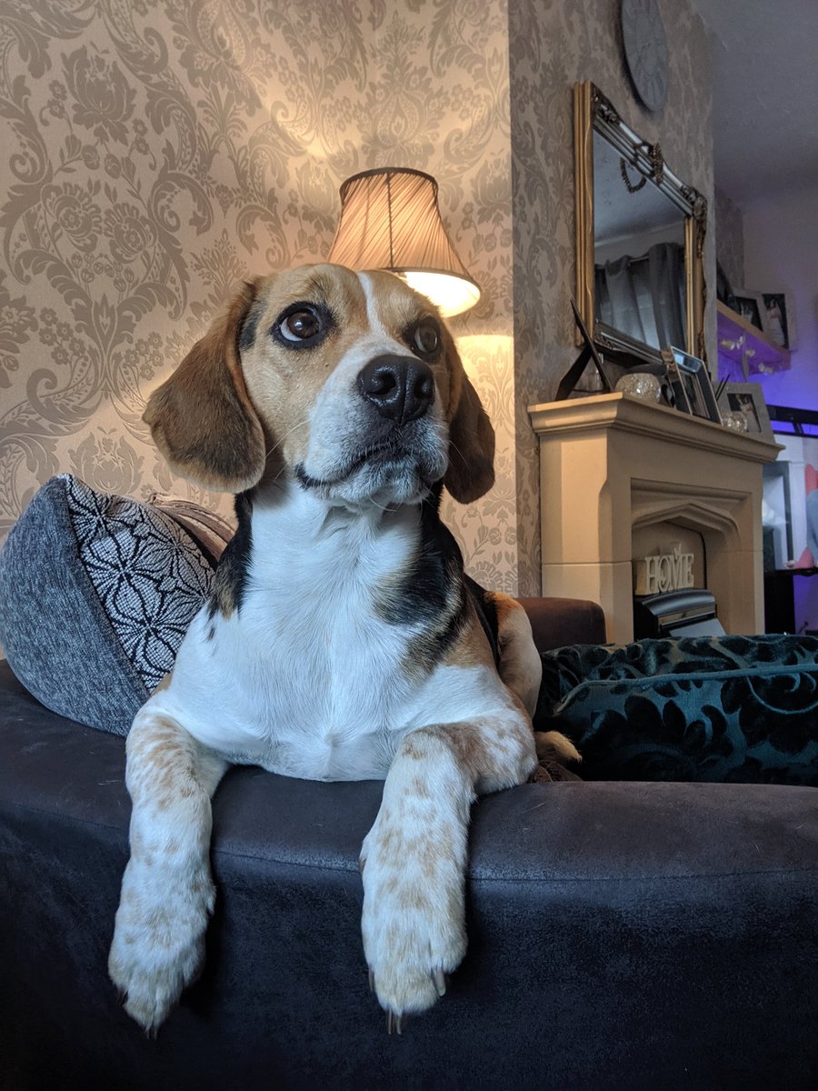 Watching his mum and dad have tea. ❤🐕
