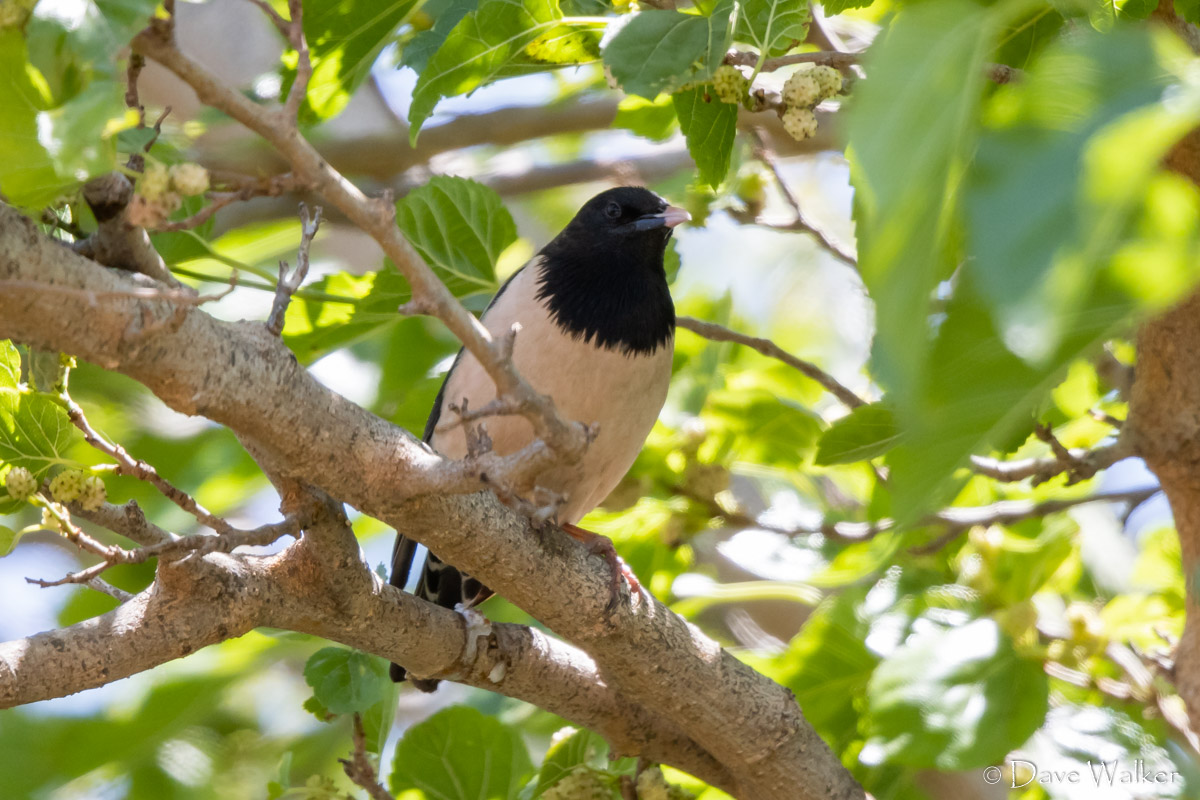 CyprusBirdsandNature tweet media