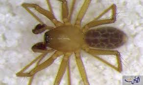 د مزارع tweet media