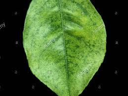 د مزارع tweet media