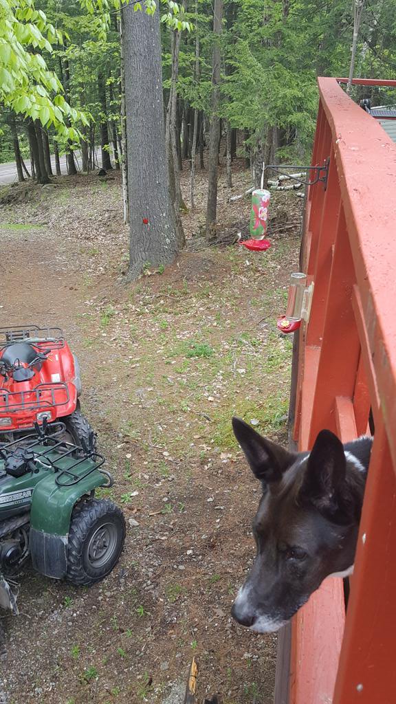 timelesslisa's tweet photo. Hummingbirds, dog, quads and nature in the Catskills with a cocktail, not shown. Wishing you all a great weekend!#lifeisgood #memorialweekend2020 https://t.co/dgIkGcVqqA