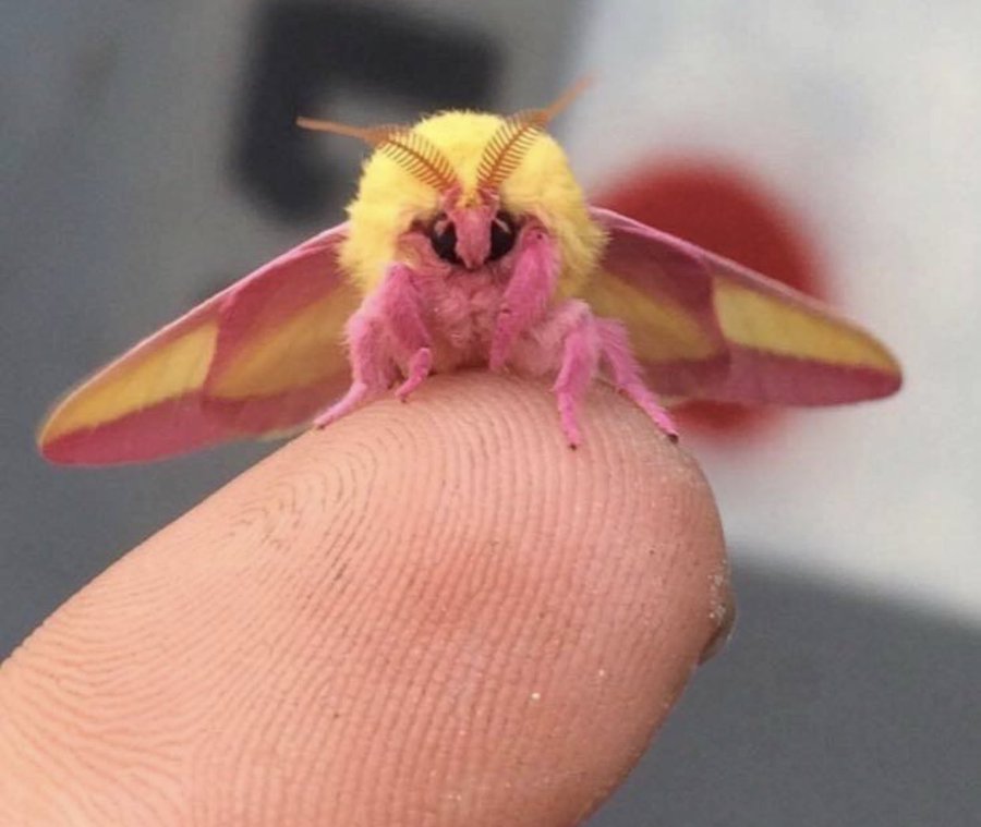 rosy maple moth on finger tip