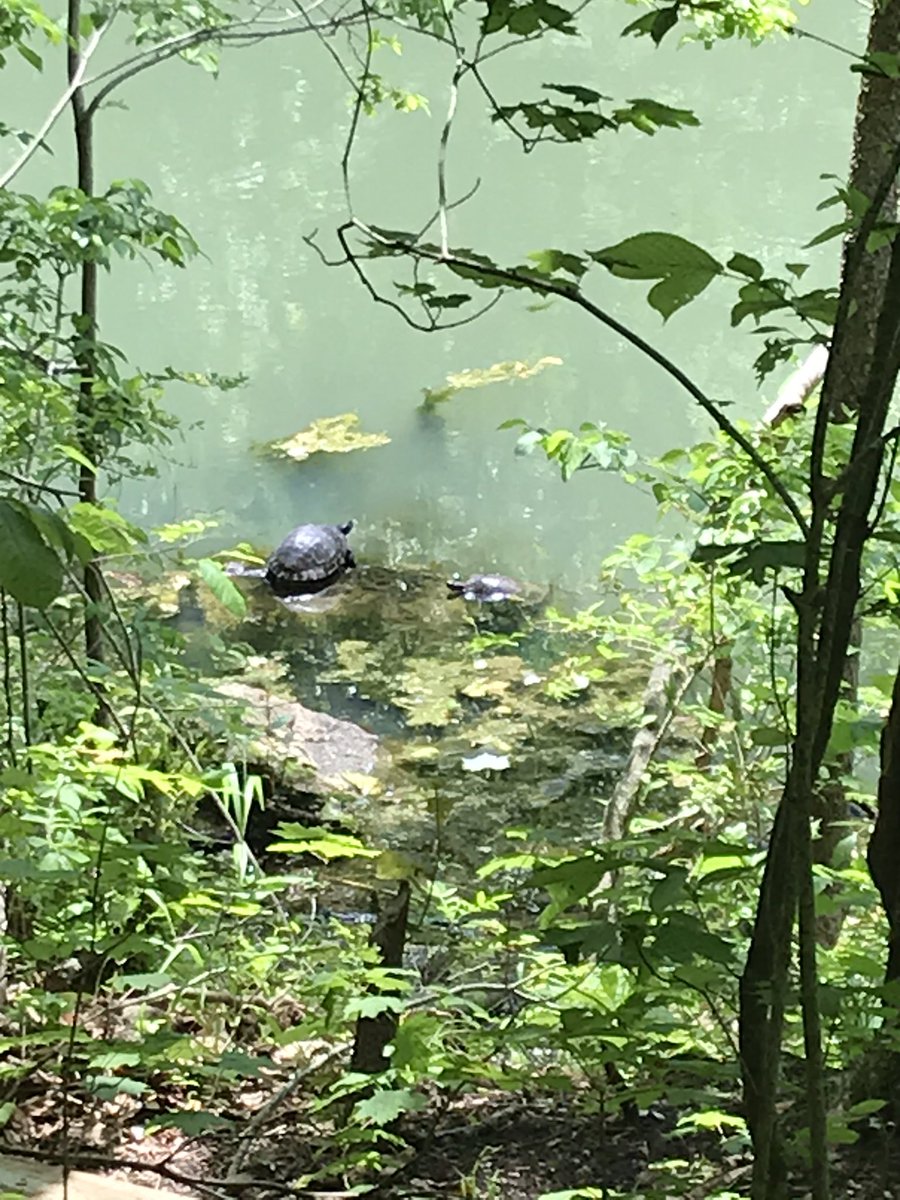 TonyaEhlmann's tweet photo. Awesome day โ๏ธfor a hike! #WorldTurtleDay If I was a ๐ข I would definitely live here ๐ซ #turtlechillin #springtrail ๐ https://t.co/G7cITNYiT6