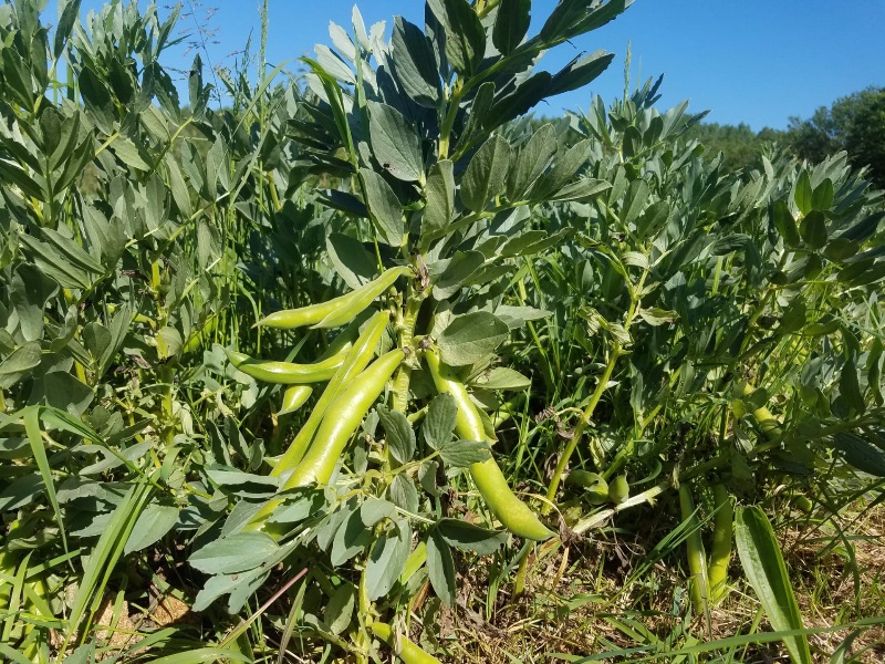 Découvrez l'offre de la semaine : découvrez la fève des marais : un légume millénaire aux bienfaits étonnants ! - mailchi.mp/0c9dbcd79d8e/d…
