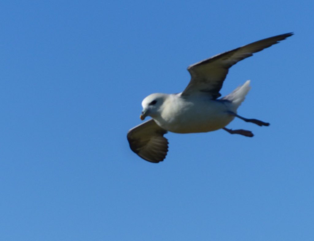 Fulmar, deciding whether or not to crap on me.
