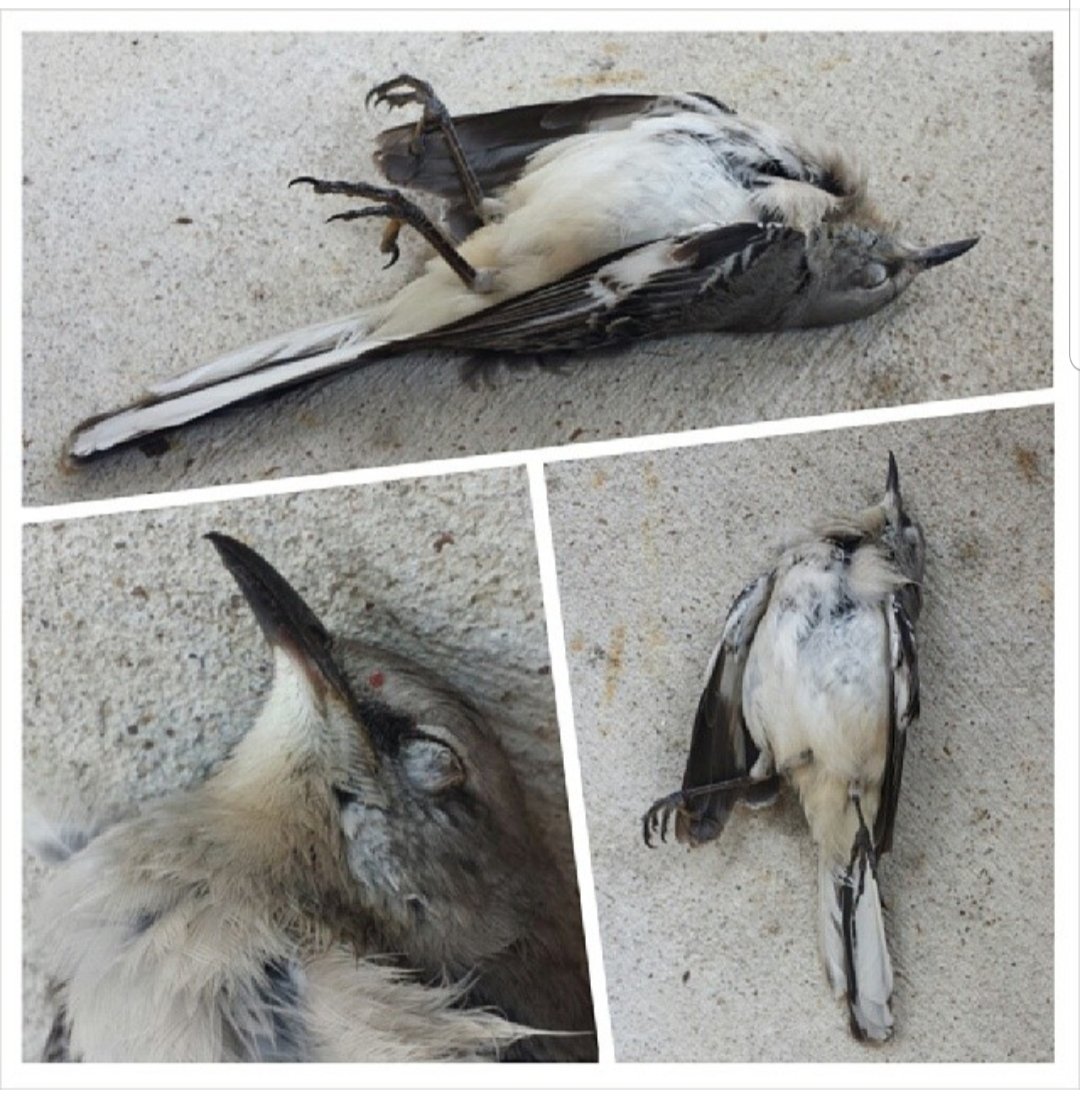 <a href="/LullabyMov/">Lullaby Movie</a> #lullabymov
Killed by the cat, or found during running.