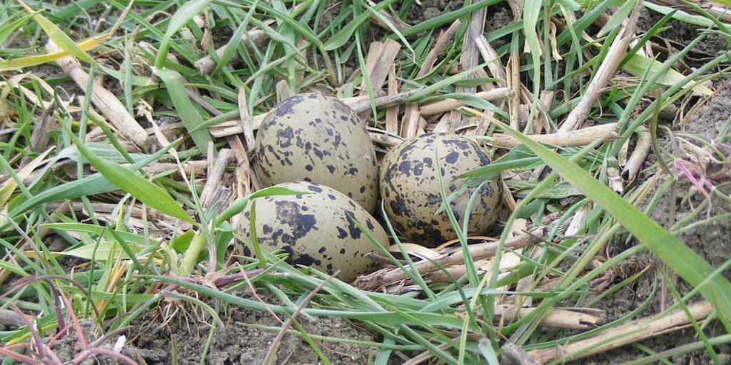 CRTWildlife's tweet photo. Dr Vince Lea closely monitored a lapwing nest with a clutch of three eggs over the last few weeks and theyβve now hatched! π£ How cute is this chick? Head to our new website and follow Vinceβs regular wildlife updates π https://t.co/GnZR0J3NGX #ColoursOfTheCountryside https://t.co/DITaorHerP