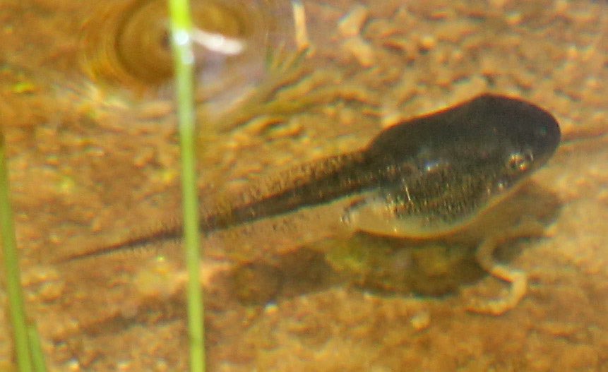 A close-up of a tadpole