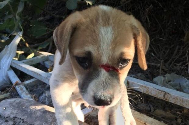 #RamazanBayramı geldi..
Bu bayram öncekilerden çok farklı geçecek..
Tüm Türkiye' de kısıtlama var ama mahallemizde bulunan sokak hayvanlarına bakabiliriz.. Onlara su ve mama verelim.. 
Onlar tok, biz vicdan olarak rahat olalım..
HAYIRLI, MUTLU BAYRAMLAR DİLİYORUM..