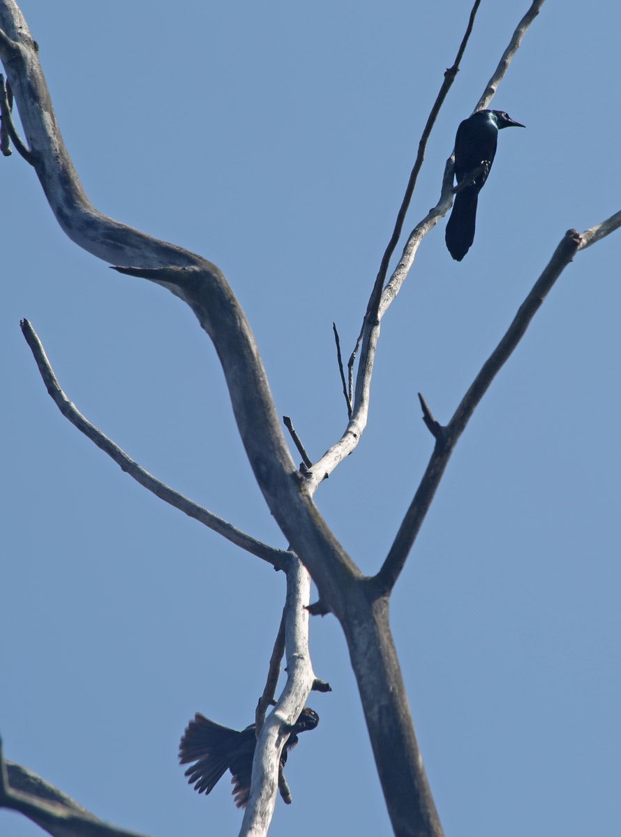 A few more photos from Hegewisch Marsh, which I took with a telephoto lens on my Canon…