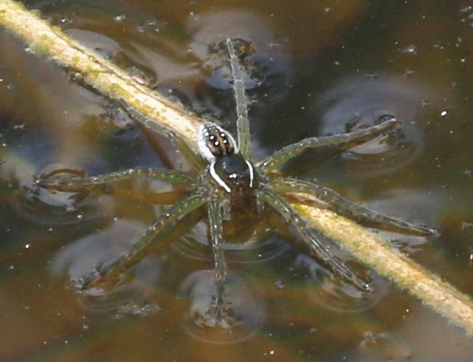 I saw this little thing skittering across some water.  @inaturalist suggests that it’s a six-spotted fishing spider.