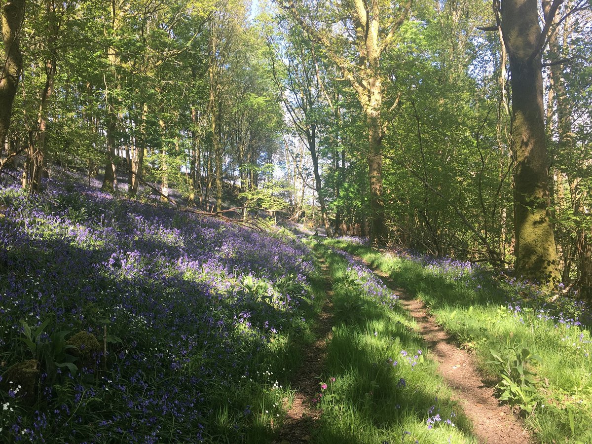 May is one of our favourite months at Thornthwaite, the grass is growing, trees are blossoming and our beautiful bluebells are in full bloom #lakedistrict #bluebells