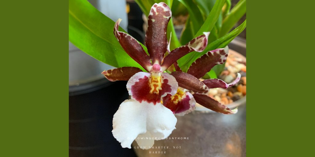 My little quasi Bartley Schwartz is still rehabilitating but he just keeps trying to bloom so I let him this time. He smells like gingerbread to me! #NOID #intergeneric #hybrid #growingorchidsathome #GOAH #semihydro #leca #orchidcommunitychatter #orchids #orchidsoftwitter